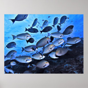 Chirurgische Schule Poster