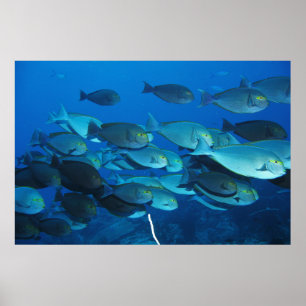 Chirurgische Schule Poster