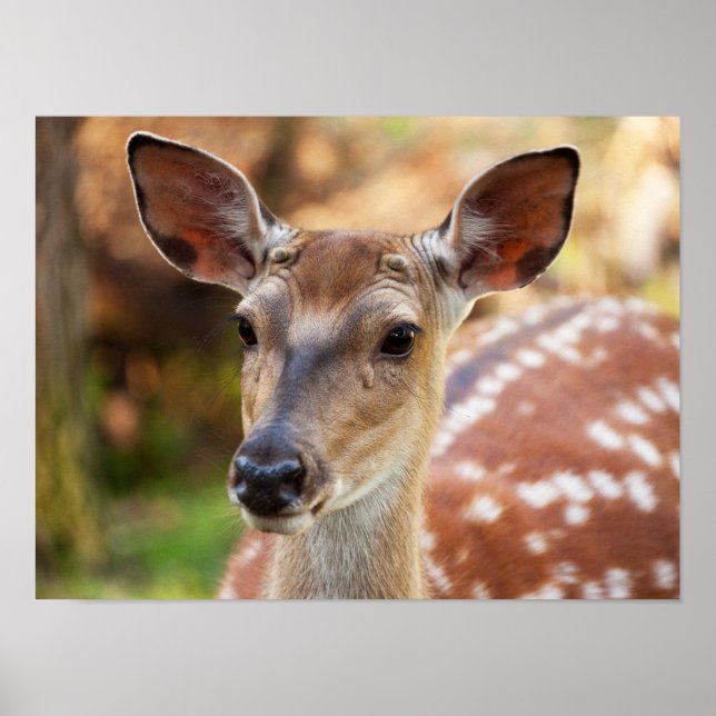 Chital Deer Nah-up Poster (Vorne)