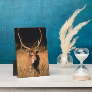 Chital Natural Habitat Bandhavgar National Park Fotoplatte