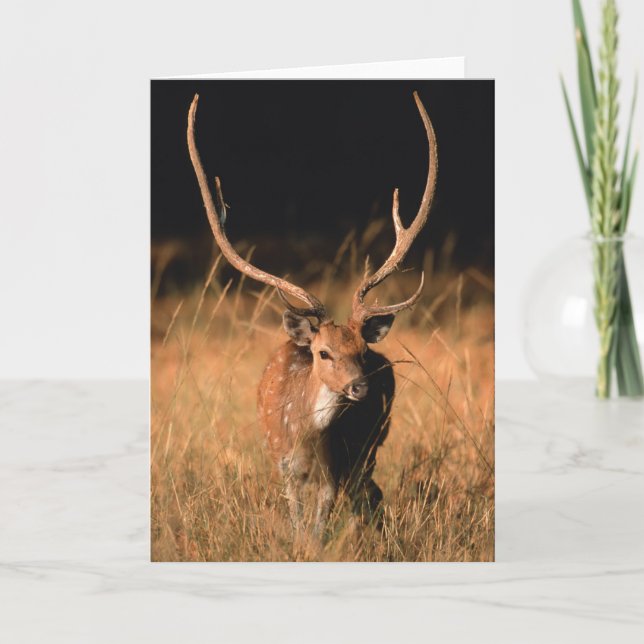 Chital Natural Habitat | Bandhavgar National Park Karte (Vorderseite)