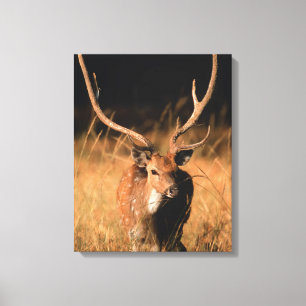 Chital Natural Habitat   Bandhavgar National Park Leinwanddruck