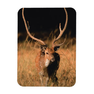 Chital Natural Habitat Bandhavgar National Park Magnet