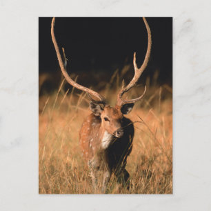 Chital natürlicher Lebensraum Bandhavgarh Nation Postkarte