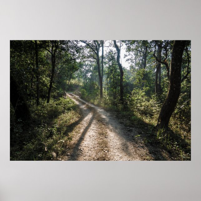 Chitwan Jungle Path: Sonnenbeleuchteter Waldweg Poster (Vorne)