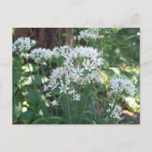 Chive Blossoms Postkarte