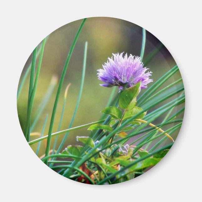 Chives Blue auf Gras Magnet (Vorne)