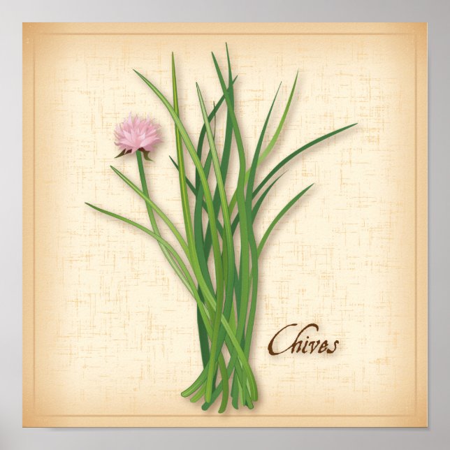 Chives Herb Poster (Vorne)