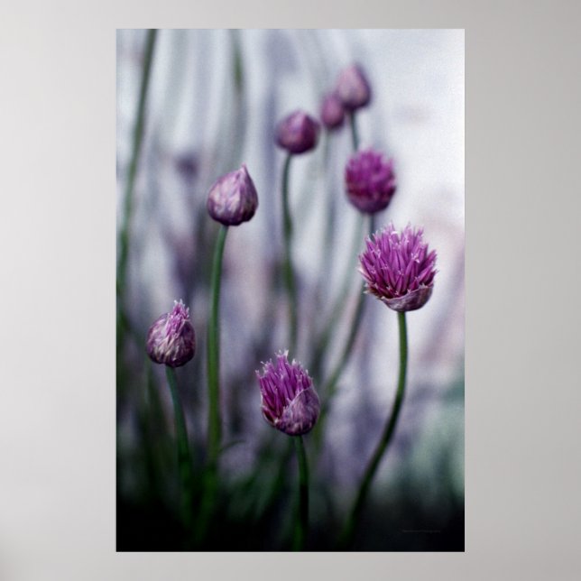 Chives in Bloom Poster (Vorne)