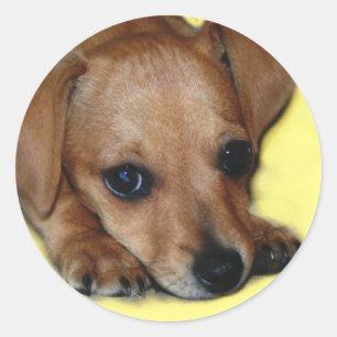 Chiweenie Sticker