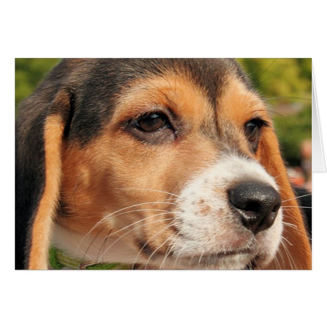 Chloe - Beagle Foto-19 (Vorderseite (Horizontal))