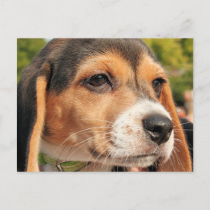 Chloe - Beagle Foto-19 Postkarte