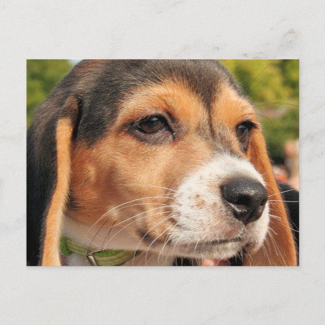 Chloe - Beagle Foto-19 Postkarte (Vorderseite)