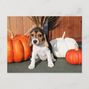 Chloe - Beagle Foto-1 Postkarte