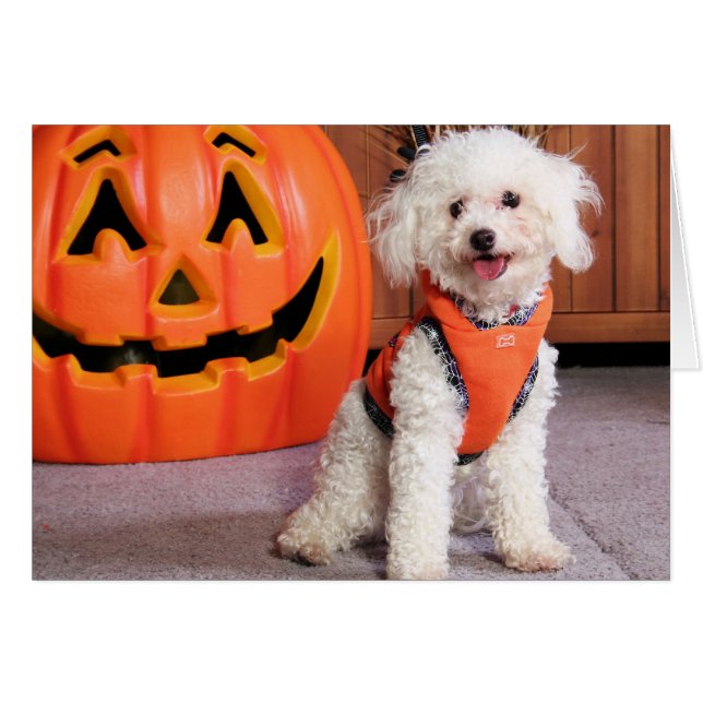Chloe - Poochon - Foto-10 (Vorderseite (Horizontal))
