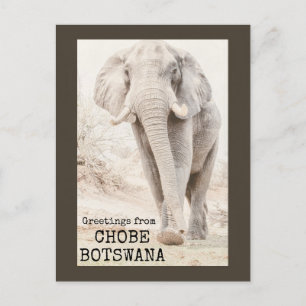 Chobe Botswana Elephant Postkarte