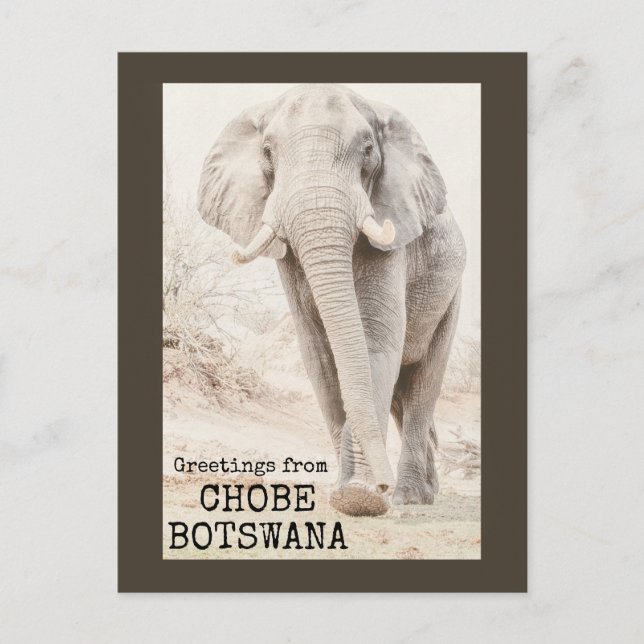 Chobe Botswana Elephant Postkarte (Vorderseite)