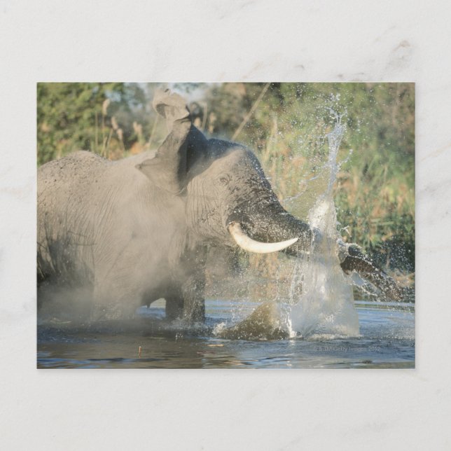 Chobe River, Botswana, Afrika Postkarte (Vorderseite)