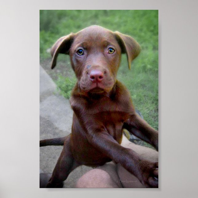 Chocalate Labrador Pittie Welppy Exploration Poster (Vorne)