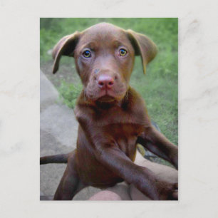 Chocalate Labrador Pittie Welppy Exploration Postkarte