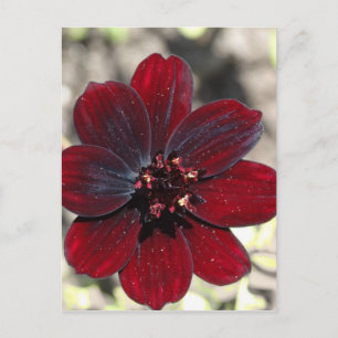 Chocolate Cosmos Blume Postkarte