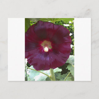 Chocolate Hollyhock Postkarte