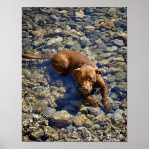 Chocolate Lab Pit Mix Dog On The Rocks Poster