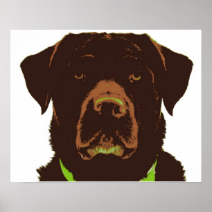 Chocolate Lab Poster