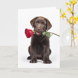 Chocolate-Lab-Valentinstag Karte