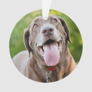 Chocolate Labrador Dog Ornament
