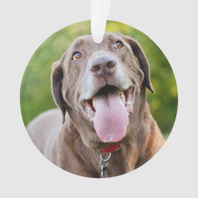 Chocolate Labrador Dog Ornament (Vorderseite)