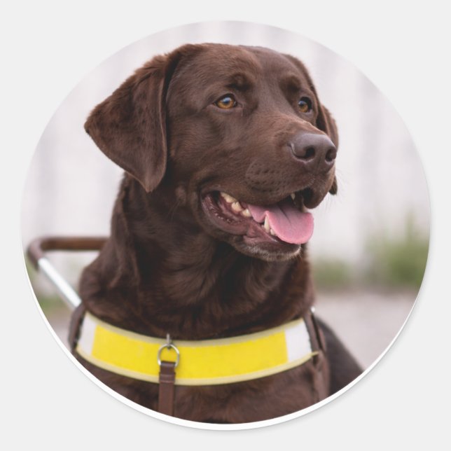 Chocolate-Labrador-Hundeführerhund-Abschluss  Runder Aufkleber (Vorderseite)