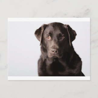 Chocolate Labrador Postkarte