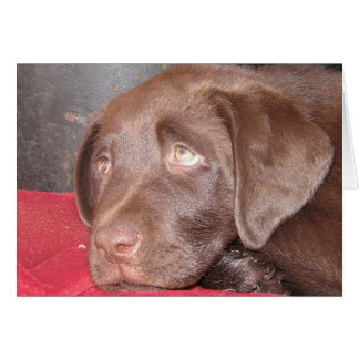 Chocolate Labrador Puppy