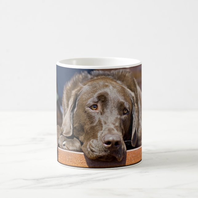 Chocolate Labrador Retriever Close-Up Photo Tasse (Mittel)