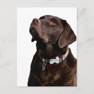 Chocolate Labrador Retriever Welpen-Hund-Postkarte Postkarte