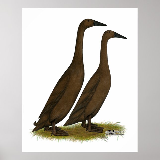 Chocolate Runner Ducks Poster (Vorne)