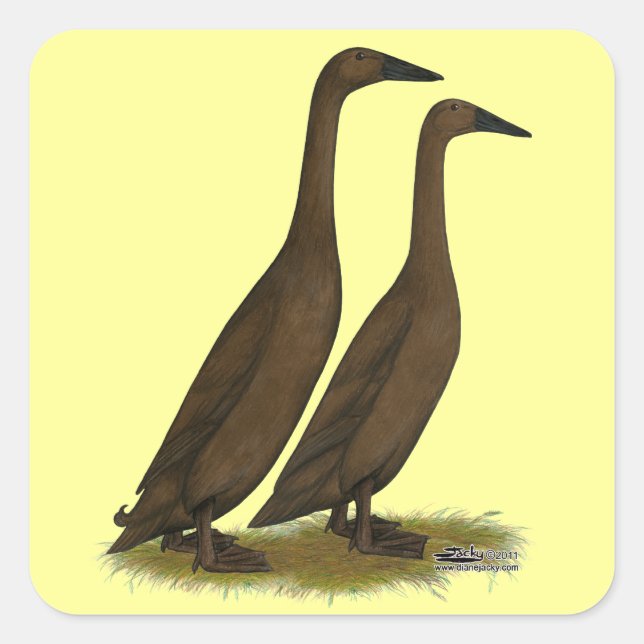 Chocolate Runner Ducks Quadratischer Aufkleber (Vorderseite)