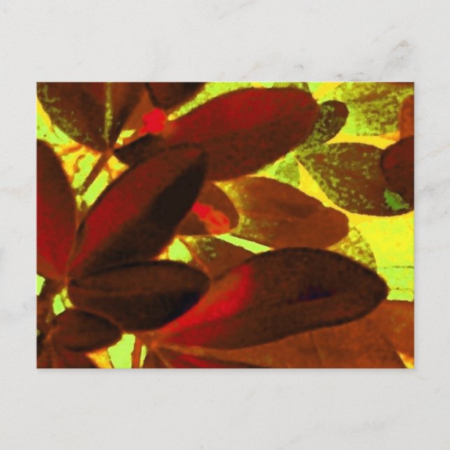 Choisya Herbst 2 Postkarte (Vorderseite)