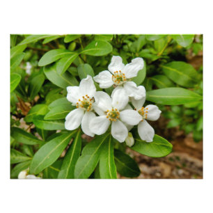 Choisya Ternata Fotodruck