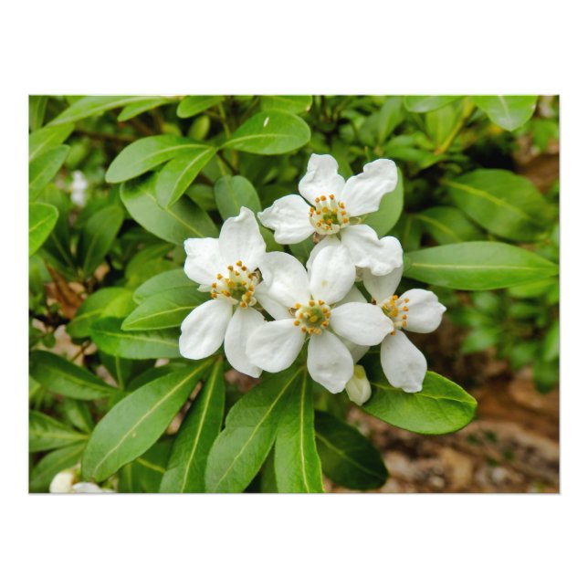 Choisya Ternata Fotodruck (Vorne)