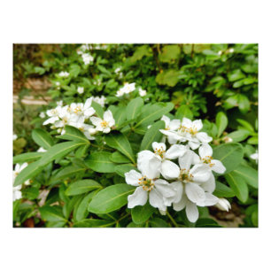 Choisya Ternata Fotodruck