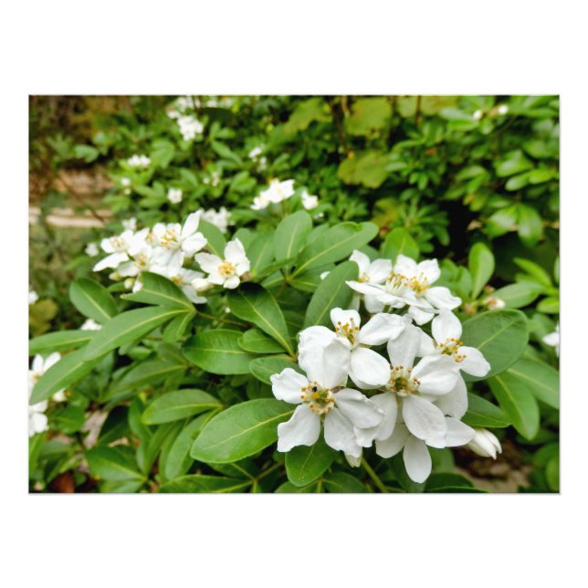 Choisya Ternata Fotodruck (Vorne)