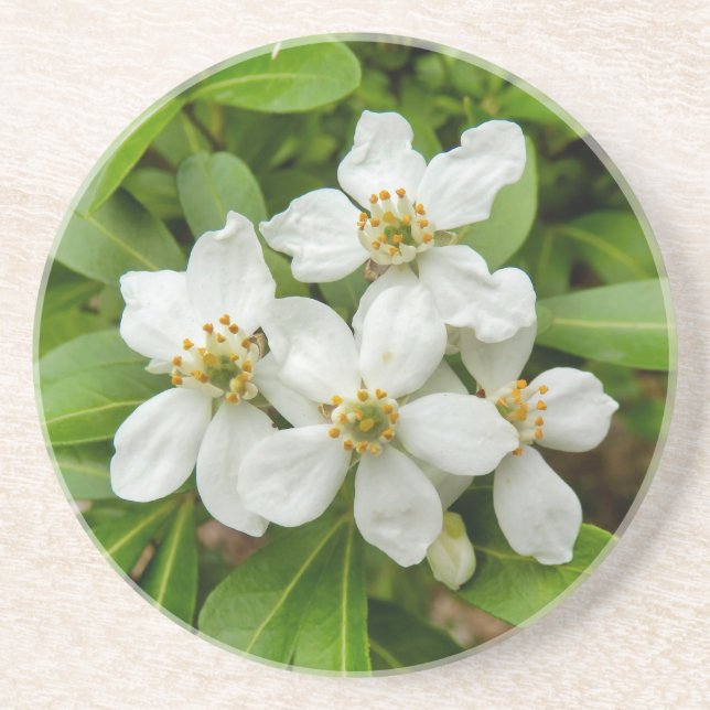Choisya Ternata Getränkeuntersetzer (Vorne)