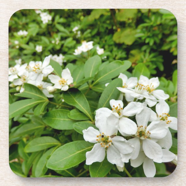 Choisya Ternata Getränkeuntersetzer (Vorderseite)