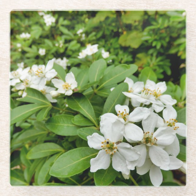 Choisya Ternata Glasuntersetzer (Vorderseite)