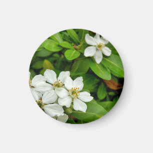 Choisya Ternata Magnet