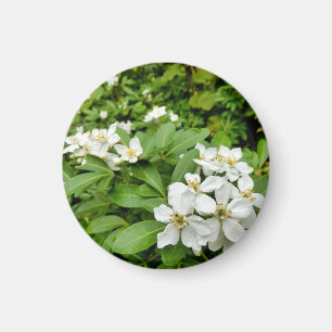 Choisya Ternata Magnet