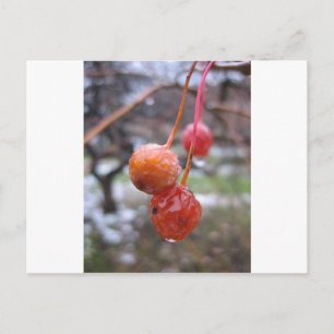 Choke cherry postkarte