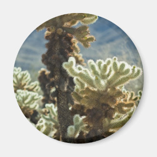 Cholla Afternoon Magnet
